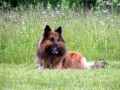 COMER  i� �vaig�dės (UFO)