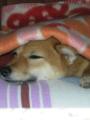 se �ibou nav�ky zalezem do deky