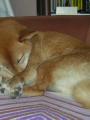 a po��d se spink�