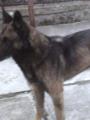 Ach�llek 7 let