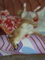  i tak sp� �iba....