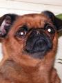 portr�t Conie