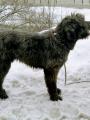 Chlupat� Nikita