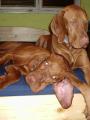 Takhle se u n�s spink� :-)