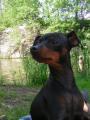 Srn�� ratl�k byronek