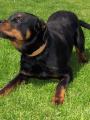 Barney m� dobrou n�ladu:-)