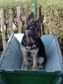 Pupy v traka�i