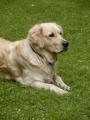 Ag�tka - Zlat� retriever