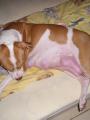Tehotn� Kebby