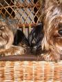 Poledn� siesta ve dvou
