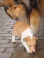 Dv� kolie