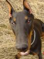 zv�davka