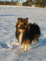 Zimn� �eltie