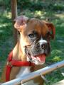 dra�ice