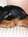 ROT spink�...