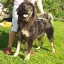 Ag�ta - rok a p�l