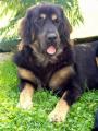 Bhara-Khan - 7 a p�l m�s�ce