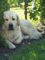 Balihara Altan-Corgo dom�c�m jm�nem Apollo