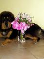 Brooke s kv�tinou