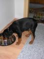 ROT pap�