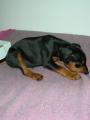Trha� ROT