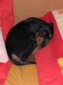 ROT v post�lce