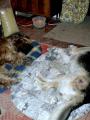 s k�mo�em Ar�nkem spink�me....