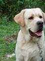 Kr�sn� Labrador!!