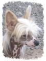 L�to 2005 - portr�t