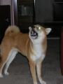 v�dycky m�m posledn� slovo....