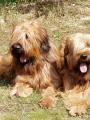 Kv�do a Harkonen 2