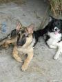 Dv� opice