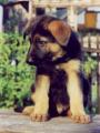Erim 7 t�dn�