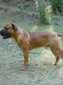 boerboel - d�de�ek