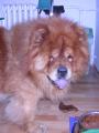 medv�d hladov�