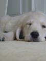 Spink�