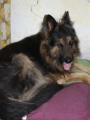 rozespal� Griff�a