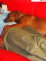 sladk� sny