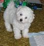 Typick� kuku�