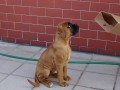 mal� Brauny