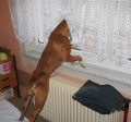 Na�e zv�davka