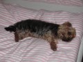 spink�n�