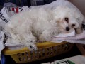 �ehl�m pr�dlo