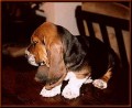 basset� mim�a jsou neodolateln�.