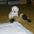 Phoebe s man�elem... :D