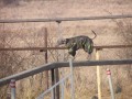 Agility v zim�