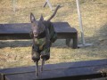 Agility v zim�