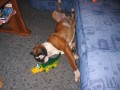 opo�inek