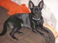 Na�e lordstvo Jessie