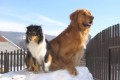 zimn� kr�lovstv�